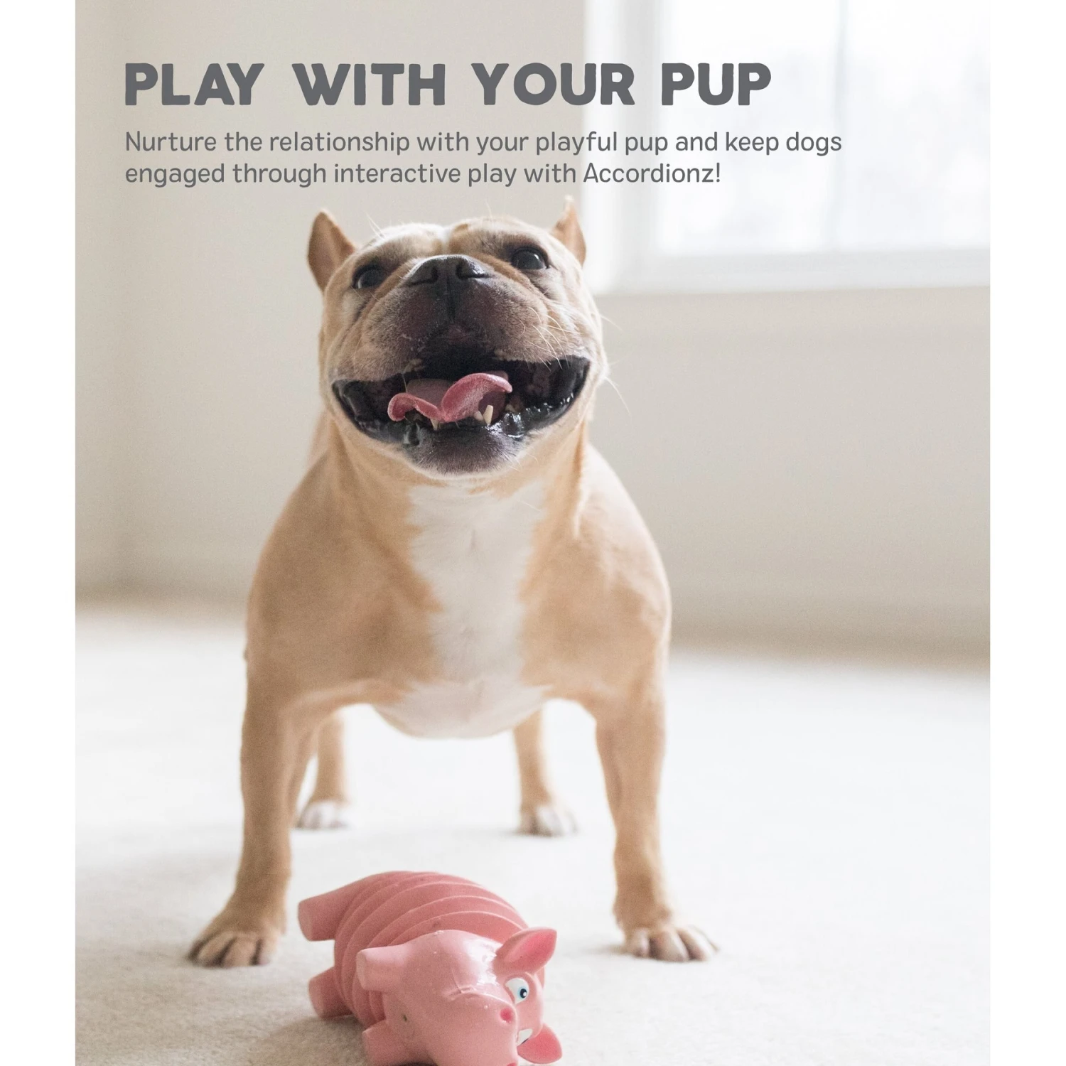 Outward Hound Accordionz Gator Stuffing-Free Squeaky Dog Toy - Image 5