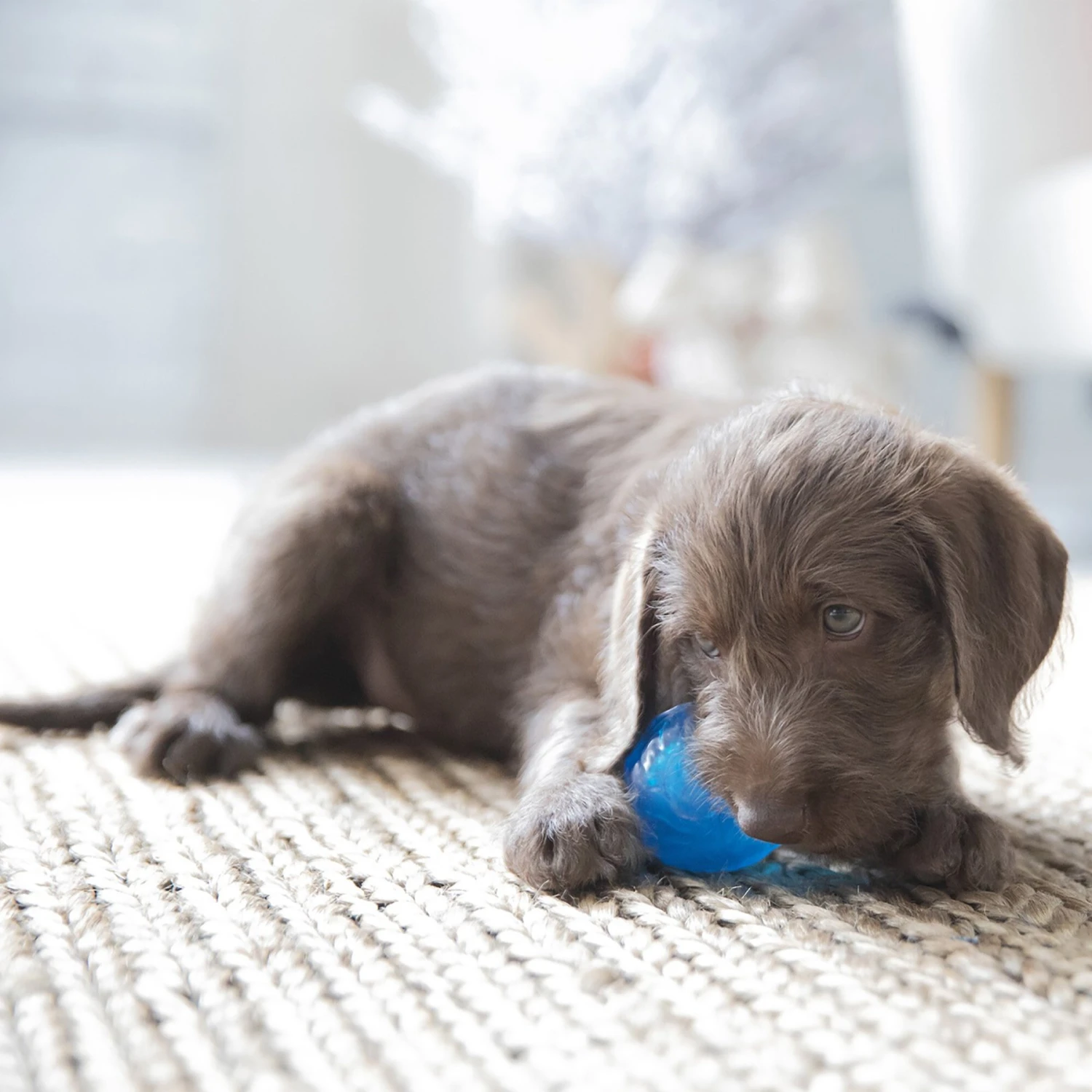 JW Pet Sloth Squeaky Ball Dog Toy, Small - Image 3