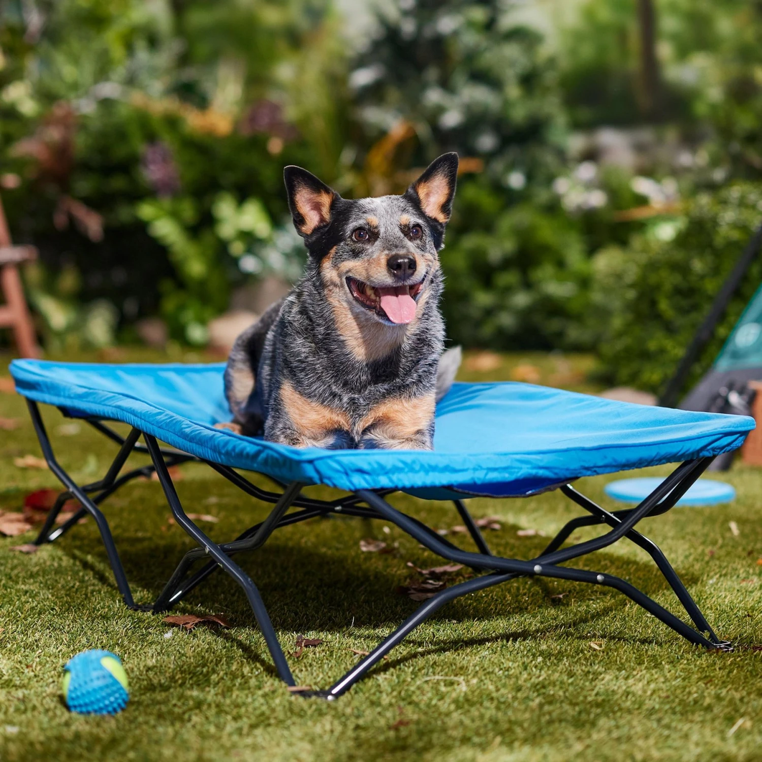 Regalo Pet Products My Cot Elevated Dog Bed