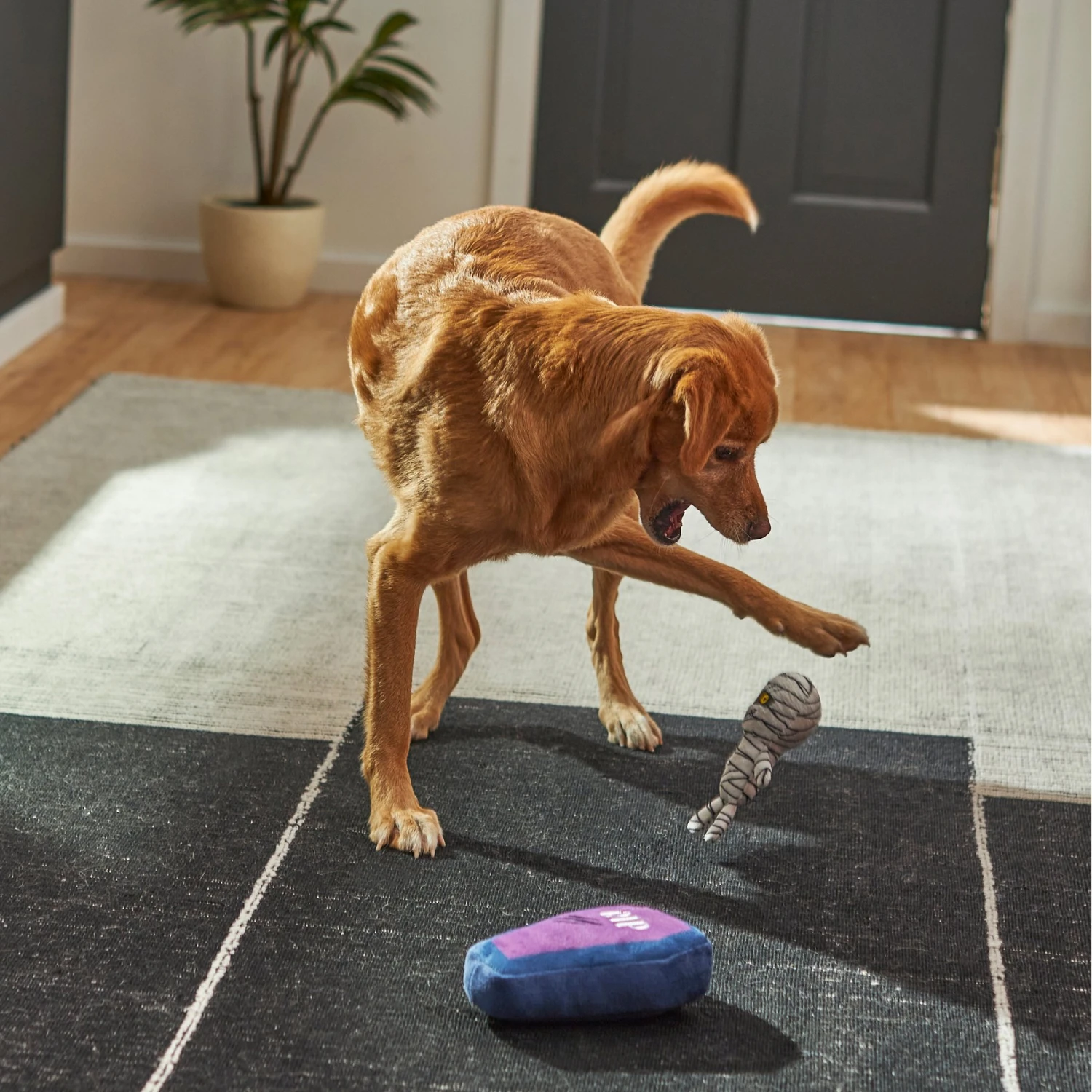 Frisco Halloween Mummy & Coffin Plush Squeaky Dog Toy - Image 3