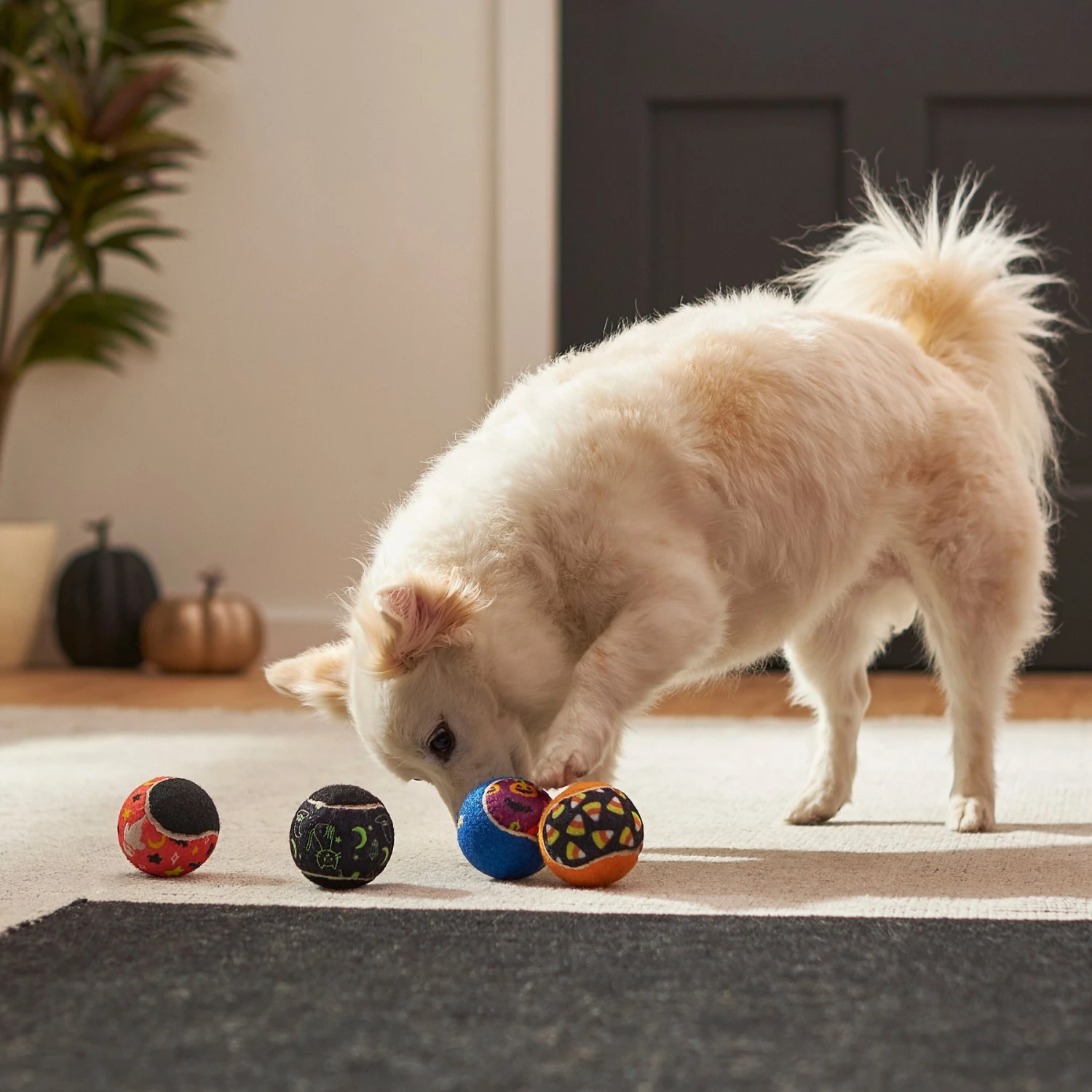 Frisco Halloween Glow In The Dark Fetch Squeaky Tennis Ball Dog Toy - Image 4