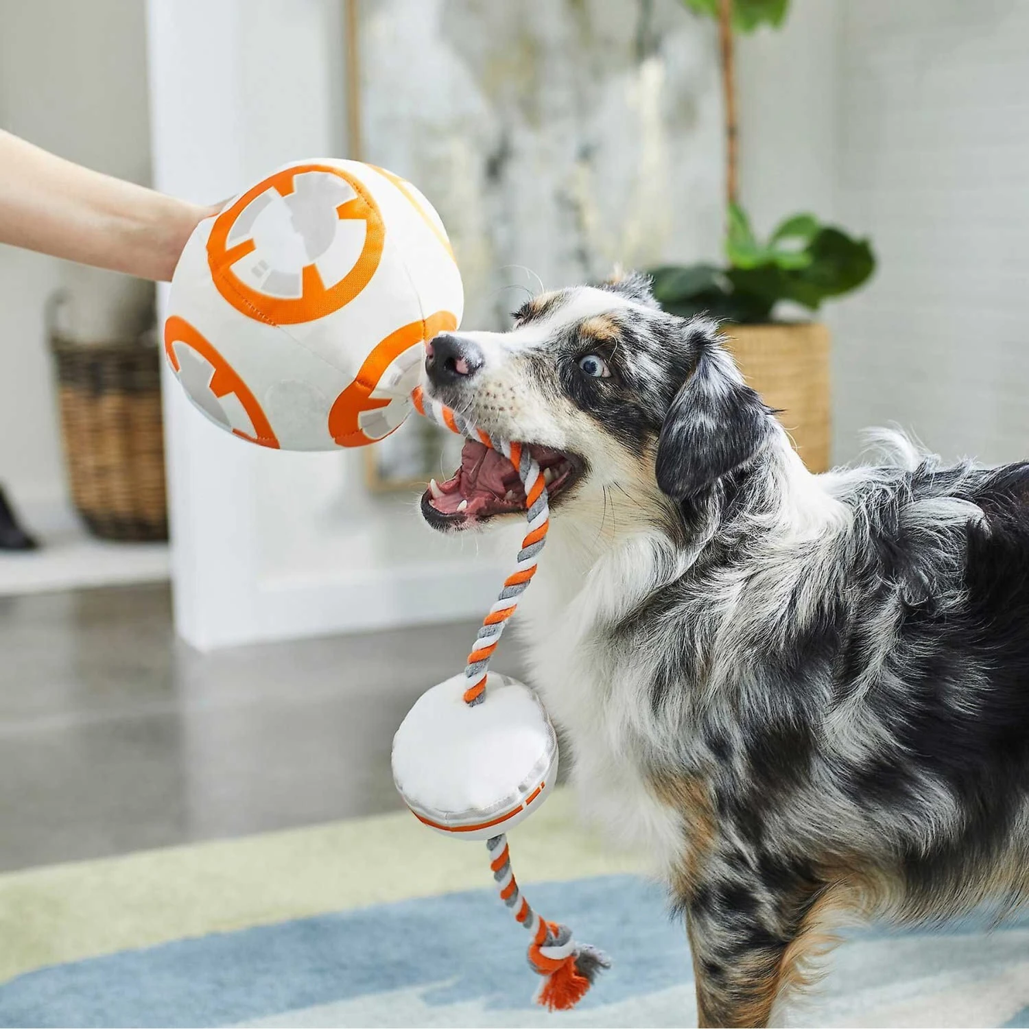 STAR WARS BB-8 Ballistic Nylon Plush Squeaky Dog Toy & STAR WARS MILLENNIUM FALCON Ballistic Nylon Plush Squeaky Dog Toy - Image 4
