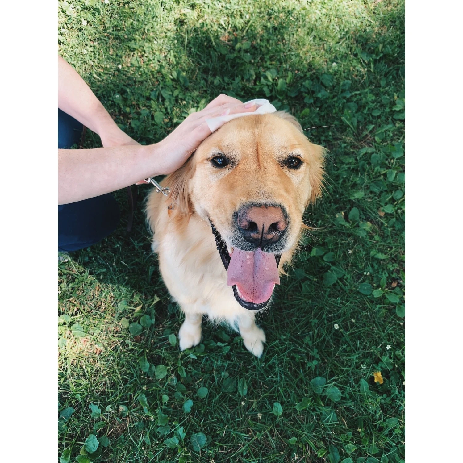 SafePaws Sanitizing & Dog Grooming Travel Caddy Refill Bundle, 20 Count - Image 5