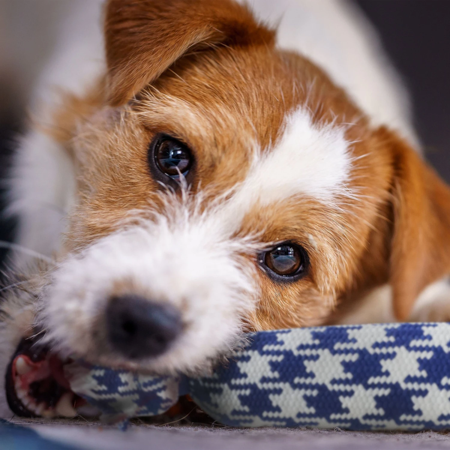 Rocket & Rex Not Just Your Plain Old Rope Dog Toy Set, 4 Count - Image 4