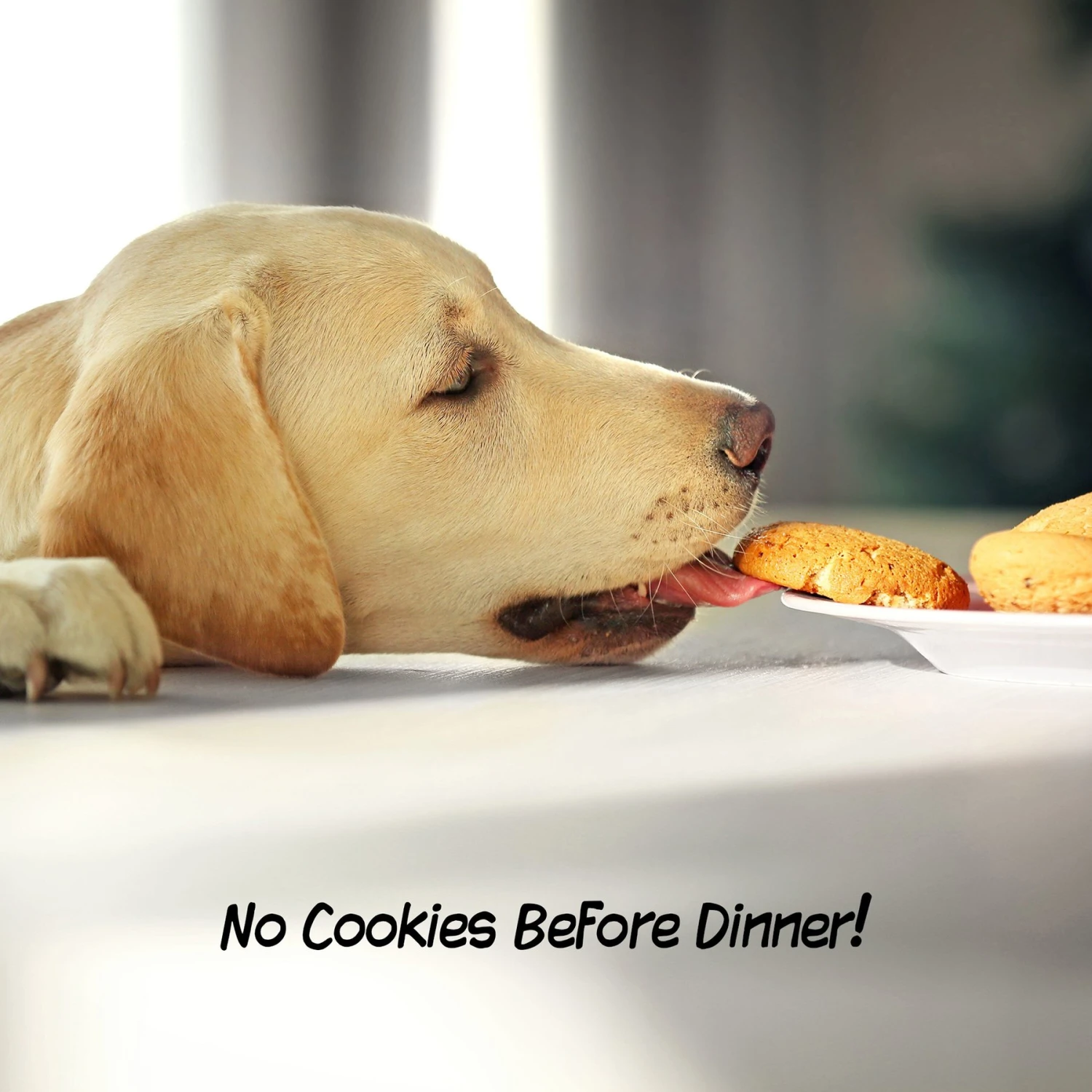 Pet Adobe Freestanding 3-Panel Wood Dog Gate - Image 5