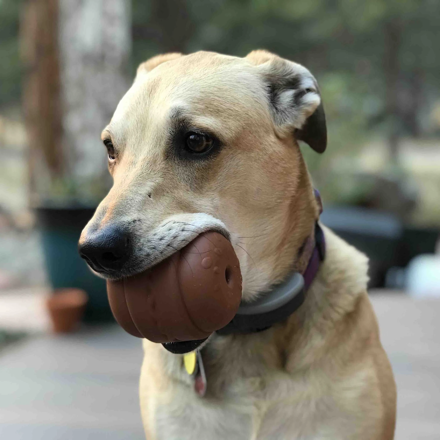 SodaPup Hamburger Rubber Treat Dispenser Dog Toy - Image 2