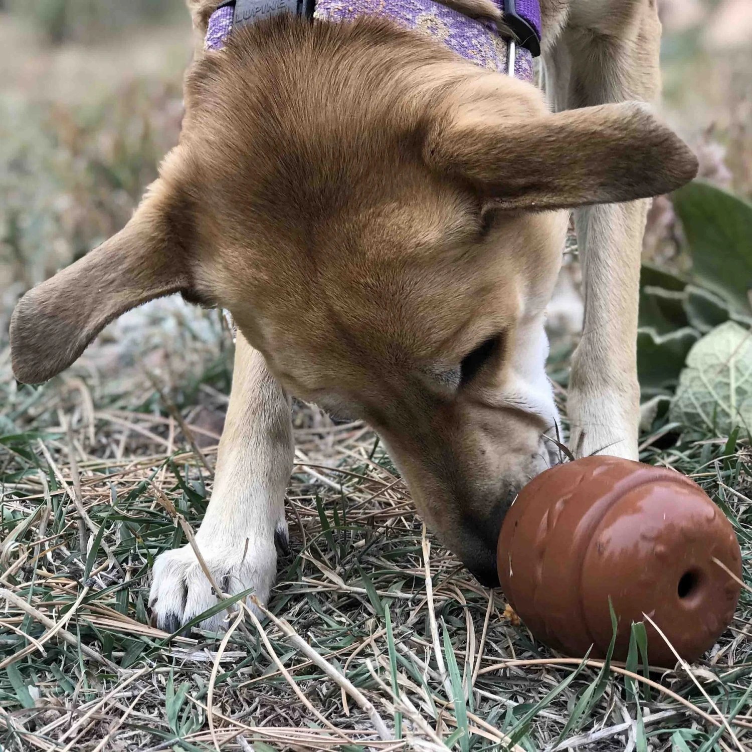 SodaPup Hamburger Rubber Treat Dispenser Dog Toy - Image 7