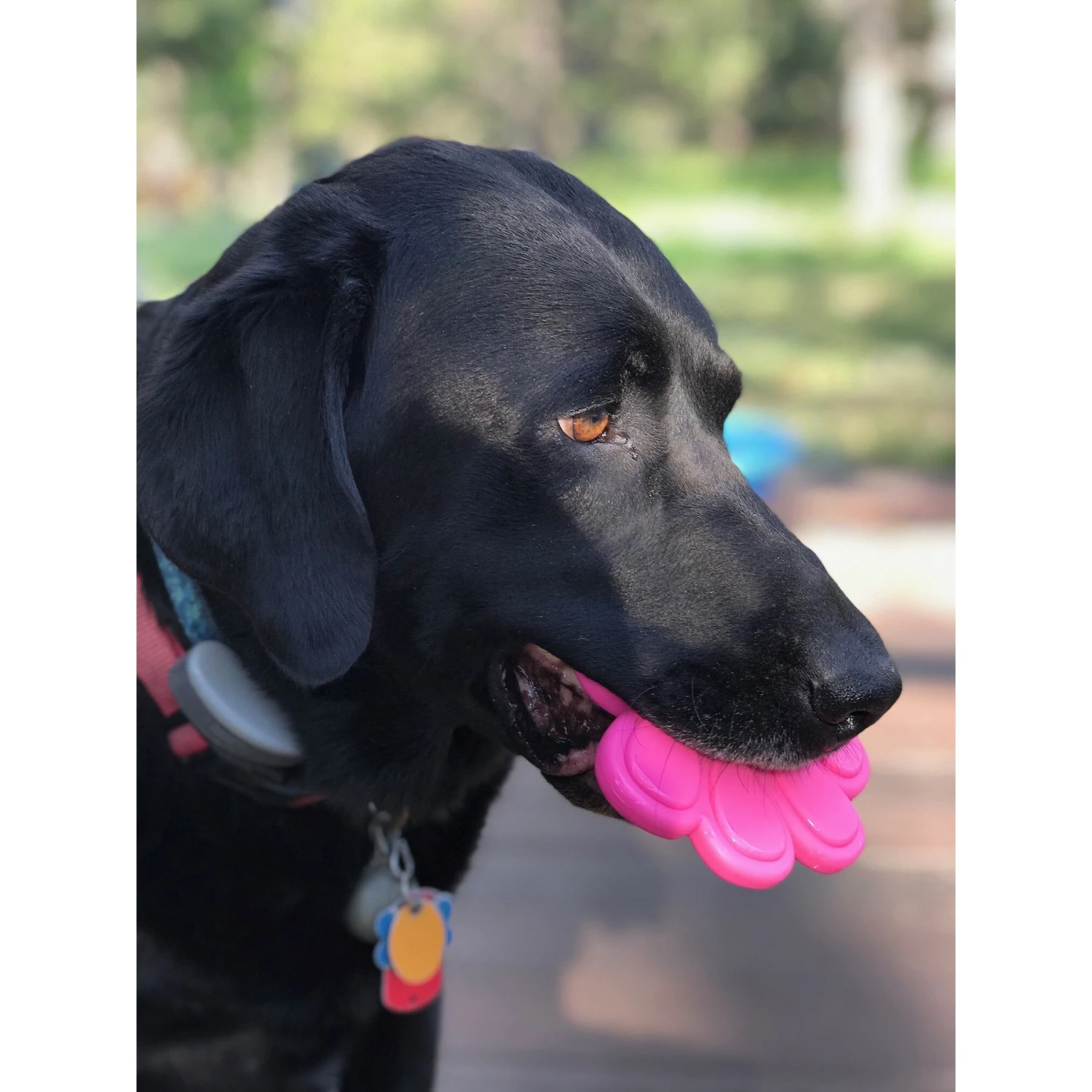 SodaPup Nylon Paw Print Chew Dog Toy - Image 2