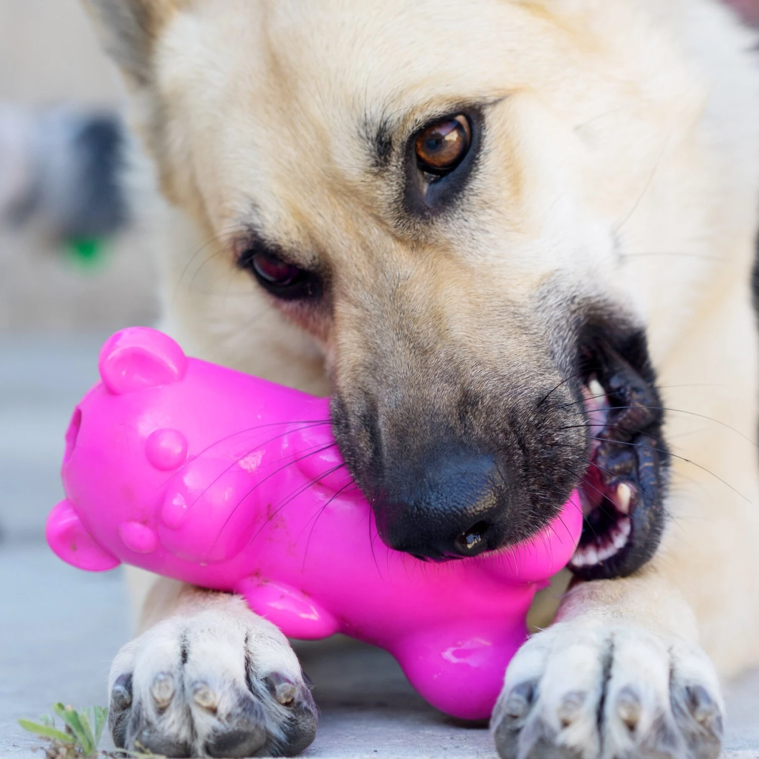 Ruff Dawg Gummy Bear Treat Dispenser Dog Toy, Color Varies - Image 3