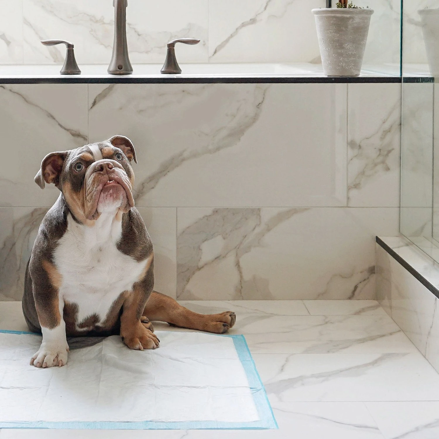 Four Paws Wee-Wee Disposable Dog Diapers & Four Paws Wee-Wee Superior Performance Dog Pee Pads - Image 9