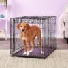 MidWest Ovation Single Door Collapsible Wire Dog Crate