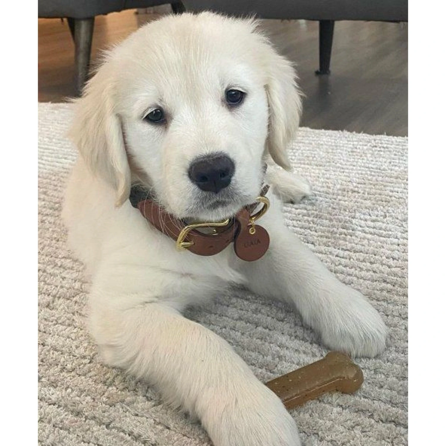 Nylabone Classic Puppy Chew Flavored Durable Dog Chew Toy Classic Bone Twin Pack Brown - Image 2