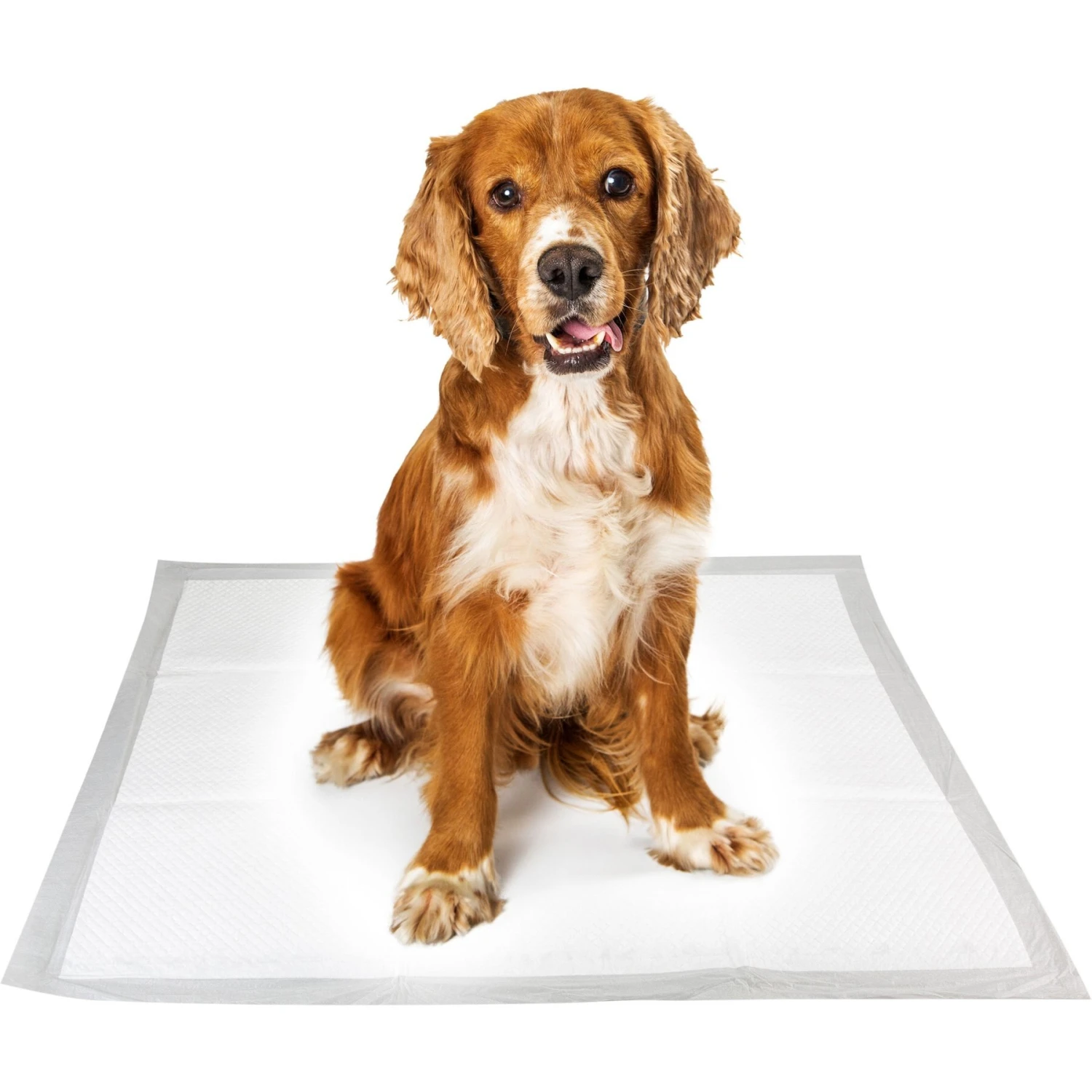 Pounce + Fetch Extra Large Ultra Absorbing Dog Training Pads, 50 Count - Image 4