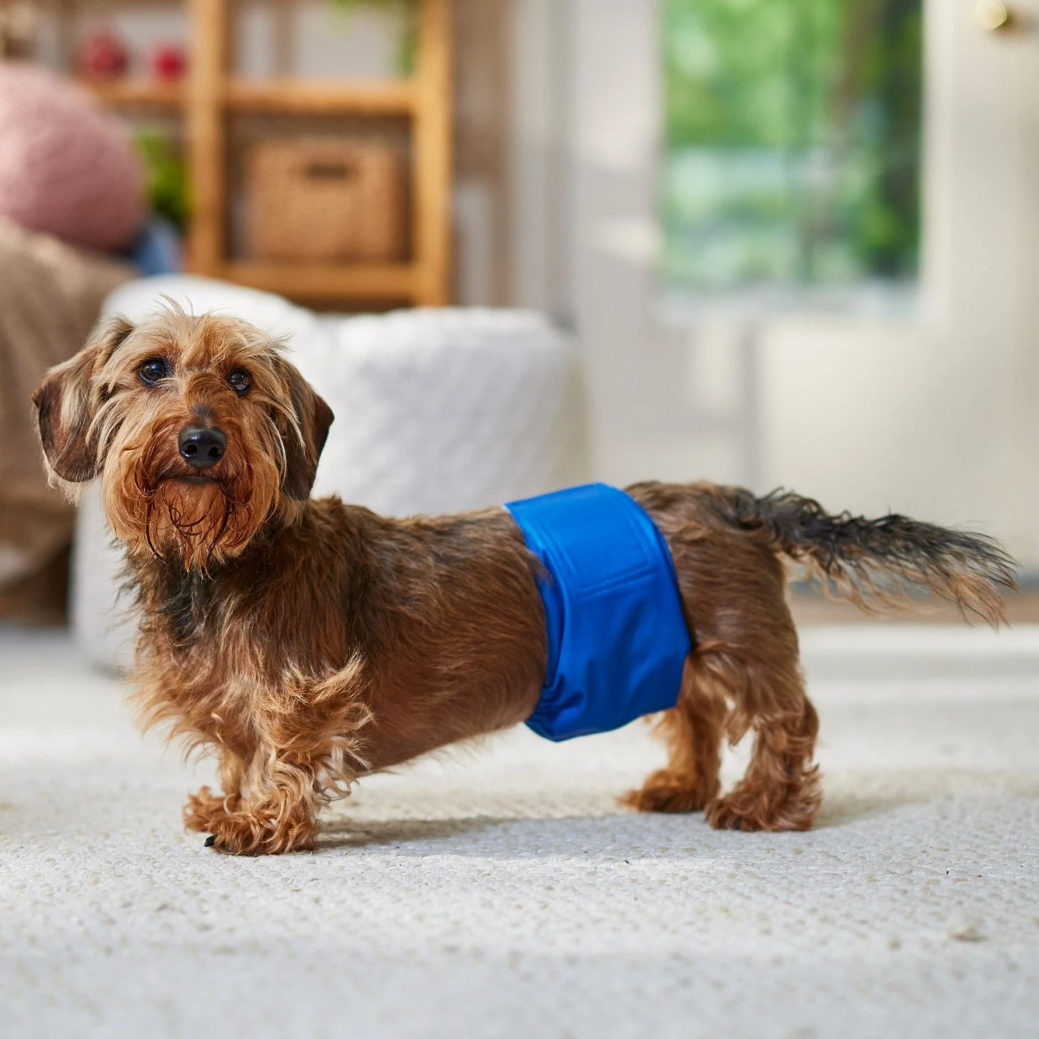 Frisco Washable Dog Diaper Male Wraps - Image 4